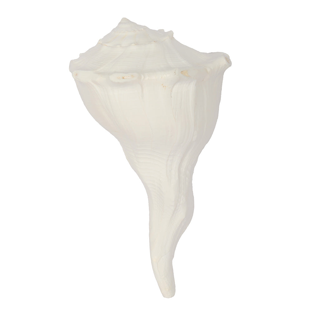16.5 cm Natural Dakshinavarti Valampuri Shankh – Sacred Shell