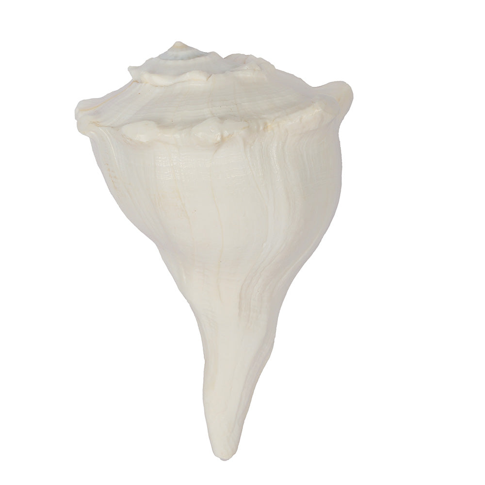 8 Inch Natural Dakshinavarti Valampuri Shankh – Sacred Shell