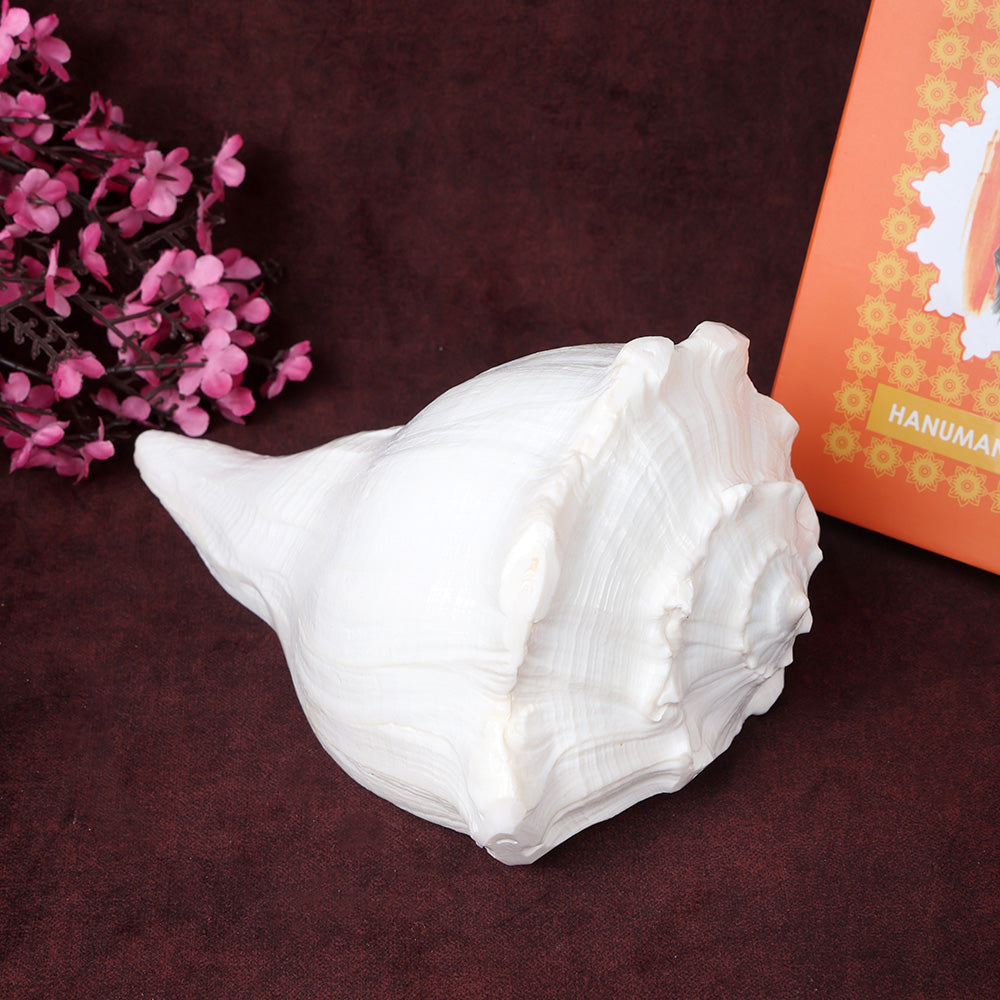 8 Inch Natural Dakshinavarti Valampuri Shankh – Sacred Shell