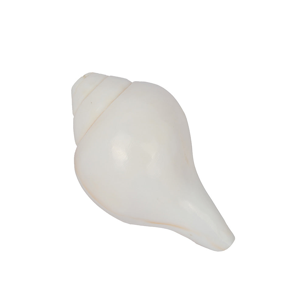 Natural 100% Original Vamavarti Shankha 5 Inch