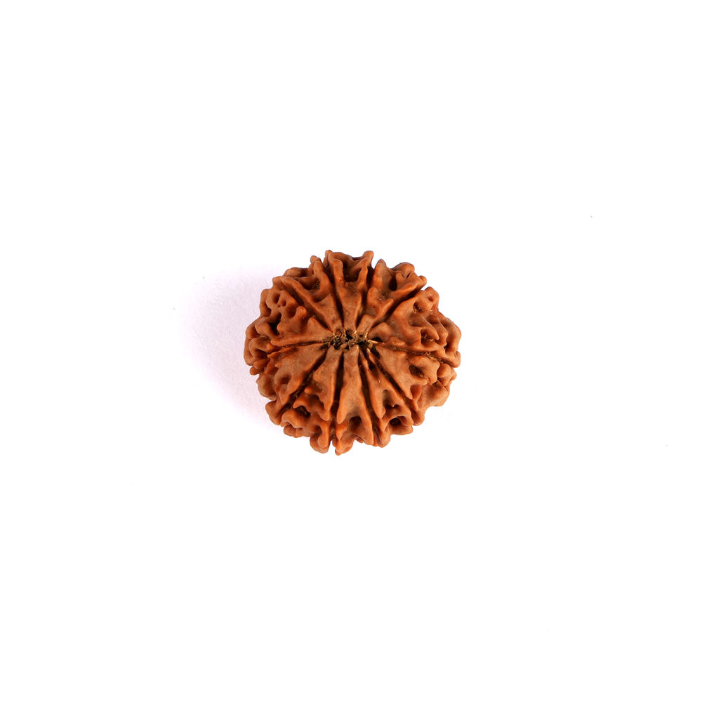 10 Mukhi Rudraksha (Regular)