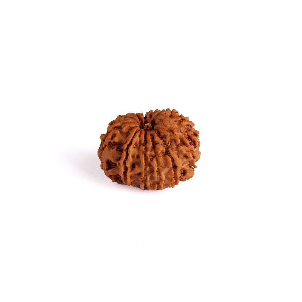 12 Mukhi Rudraksha (Regular)