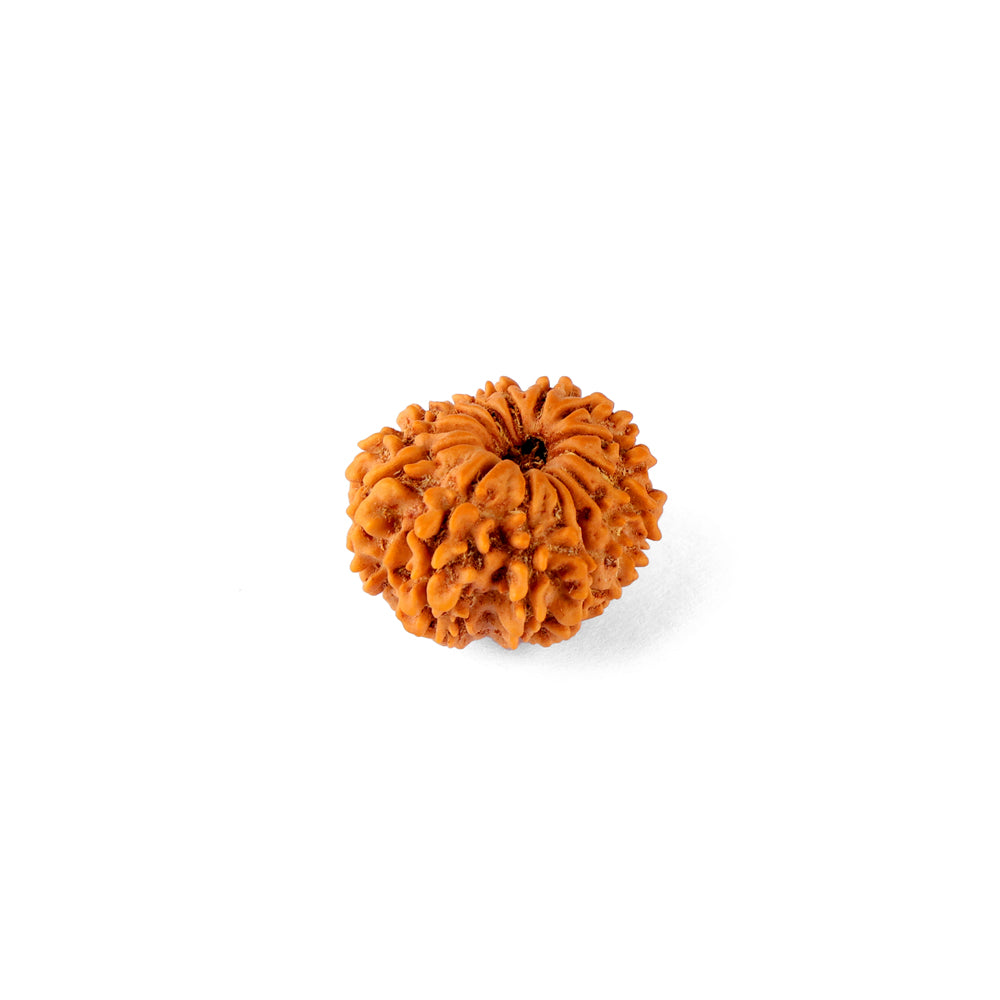 14 Mukhi Rudraksha (21.84mm)