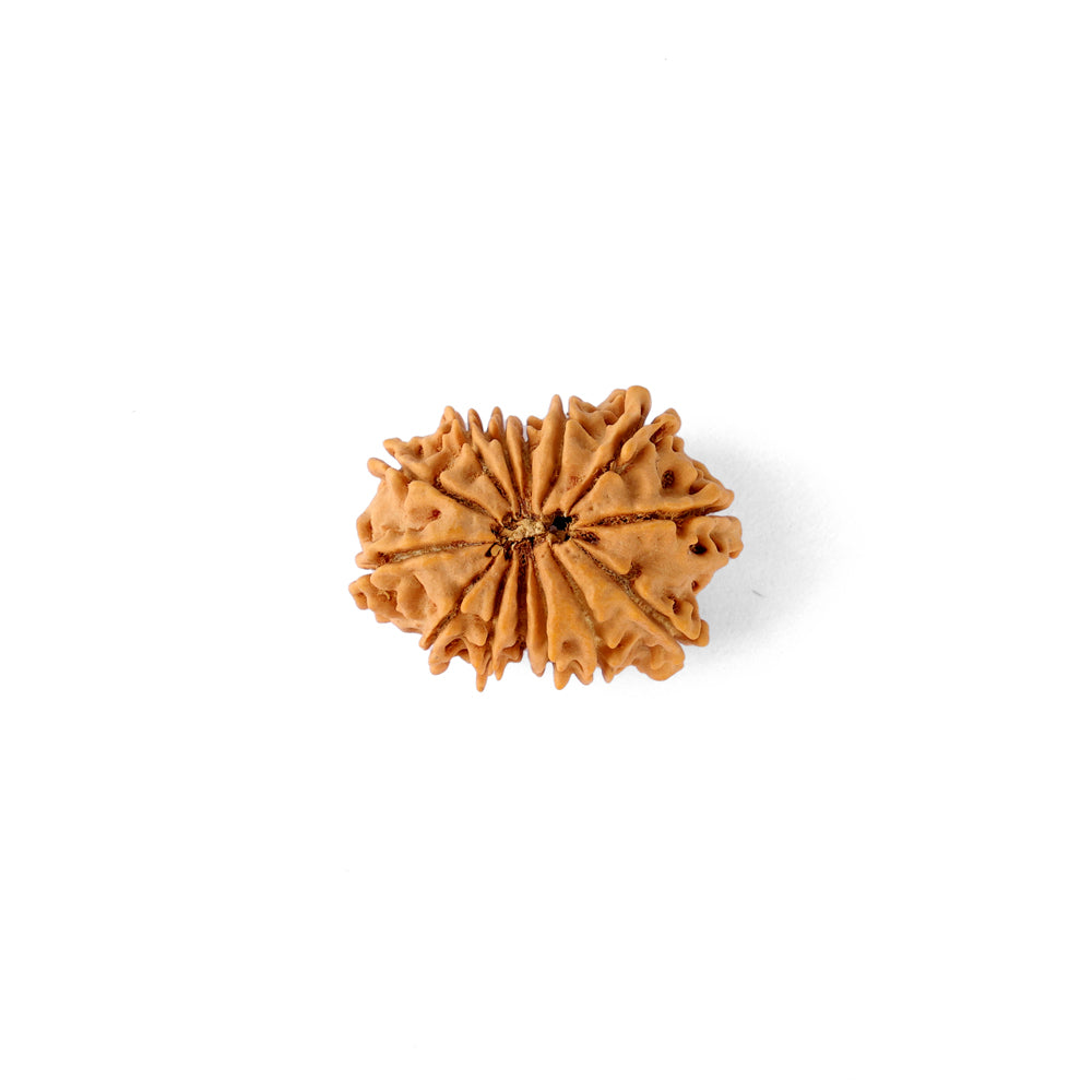 14 Mukhi Rudraksha (23.69mm)