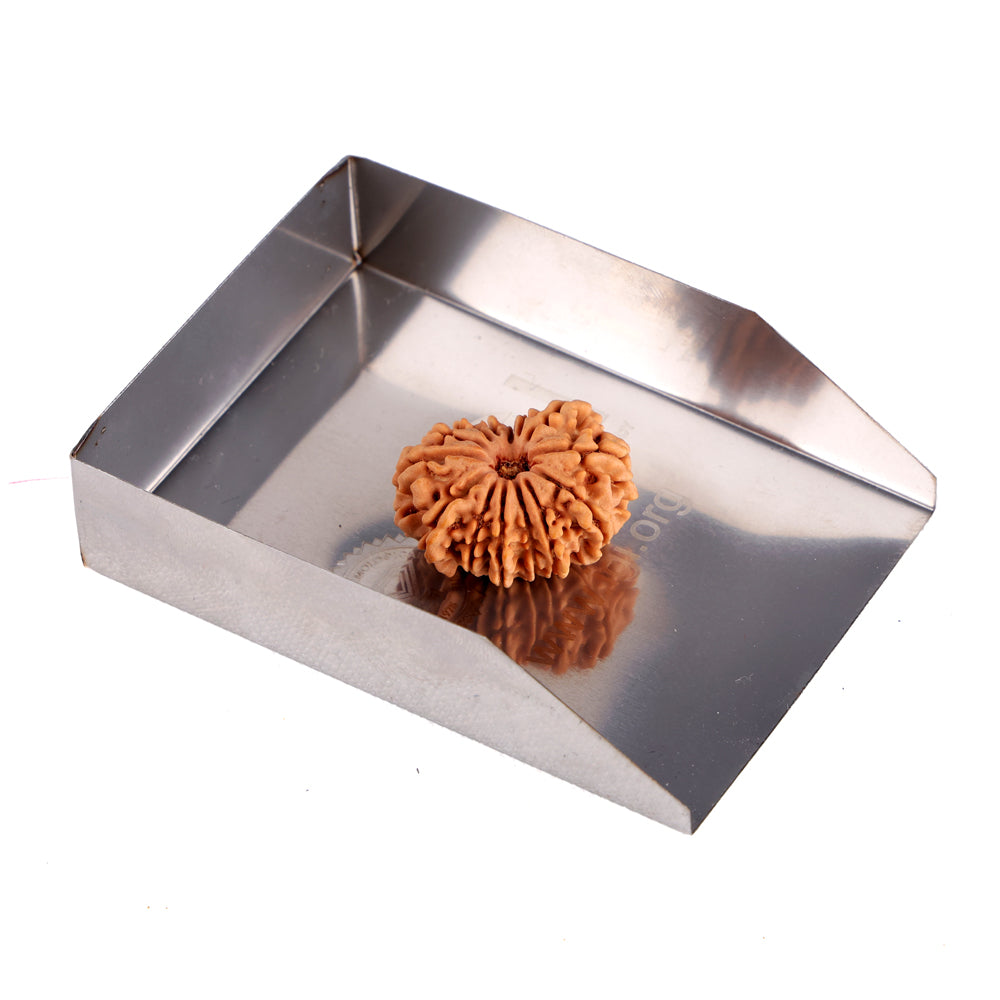 14 Mukhi Rudraksha (24.51mm)