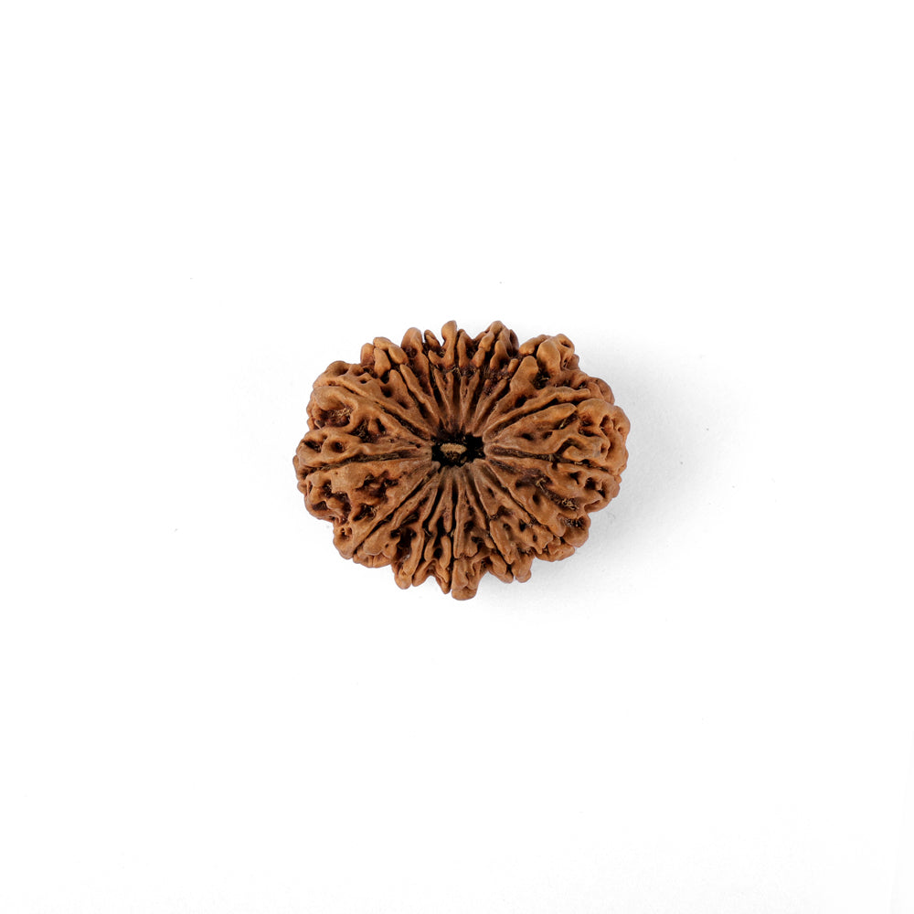 14 Mukhi Rudraksha (33.10mm)