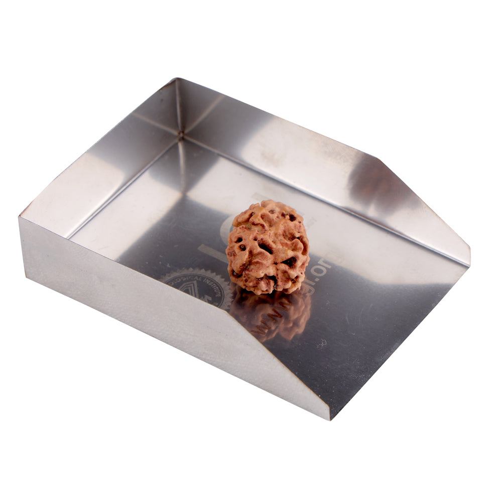2 Mukhi Rudraksha (21.36mm)