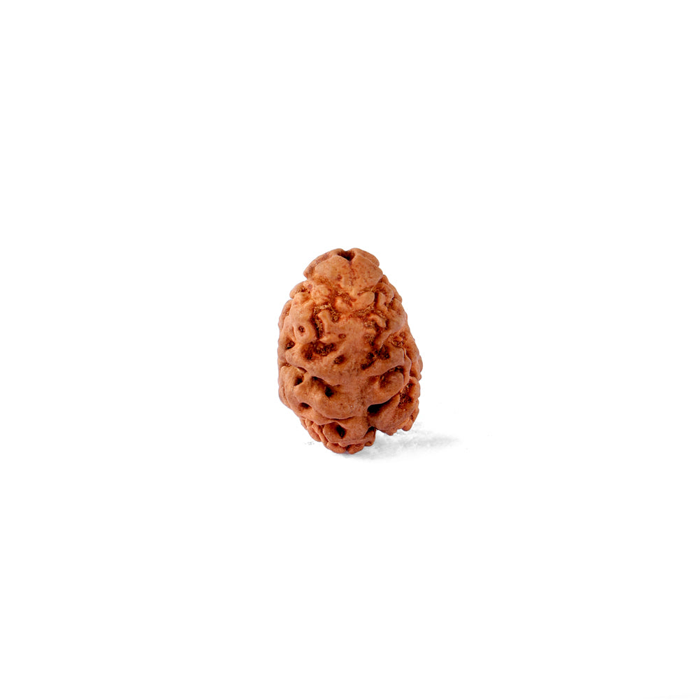 2 Mukhi Rudraksha (21.41mm)