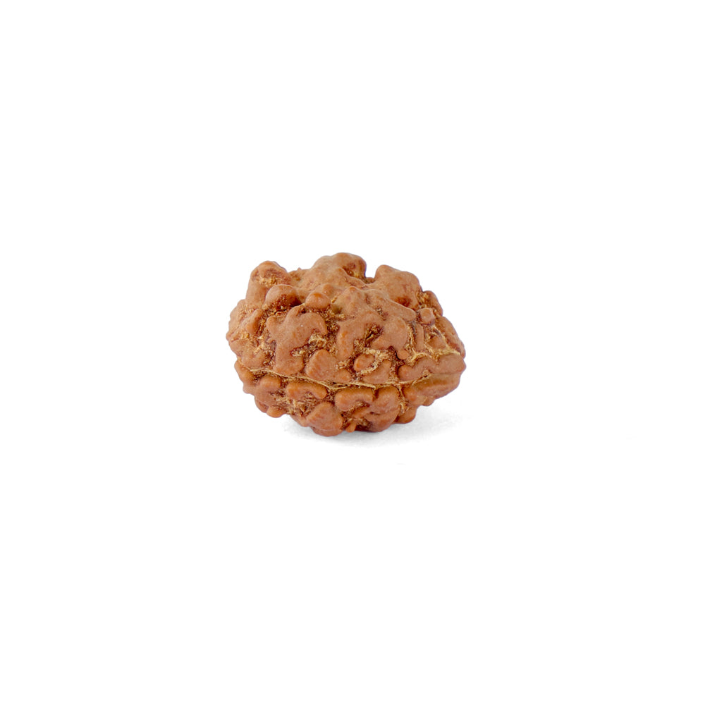 2 Mukhi Rudraksha (17.82mm)
