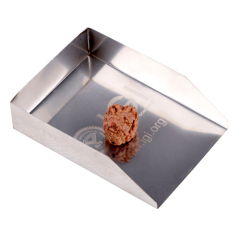 2 Mukhi Rudraksha (17.82mm)