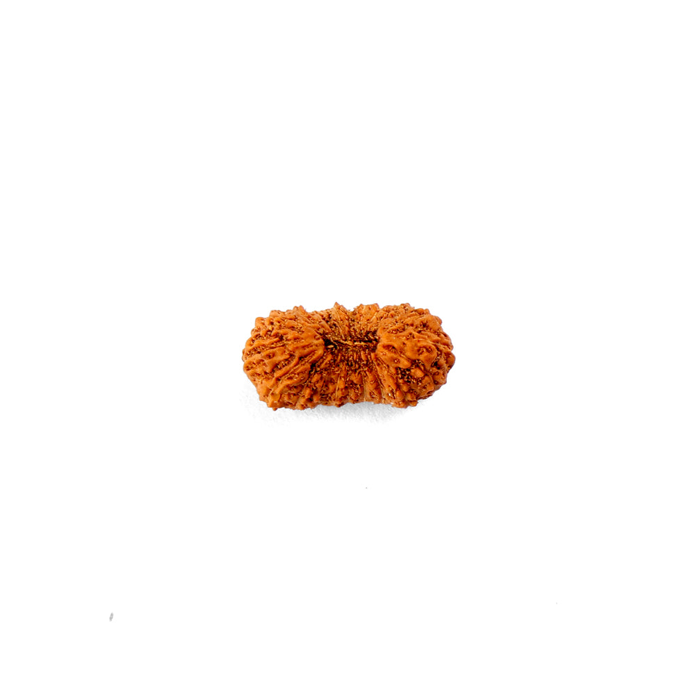 20 Mukhi Rudraksha