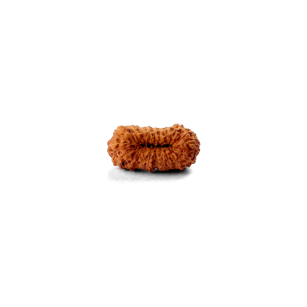 20 Mukhi Rudraksha