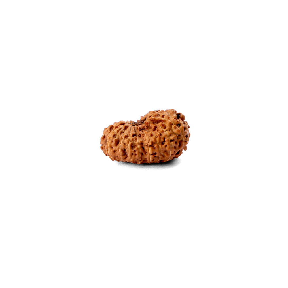 18 Mukhi Rudraksha (22.01mm)