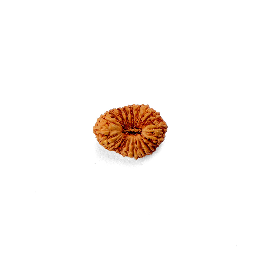 21 Mukhi Rudraksha (12.75mm)