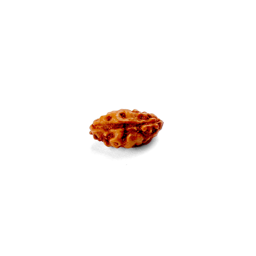1 Mukhi Rudraksha