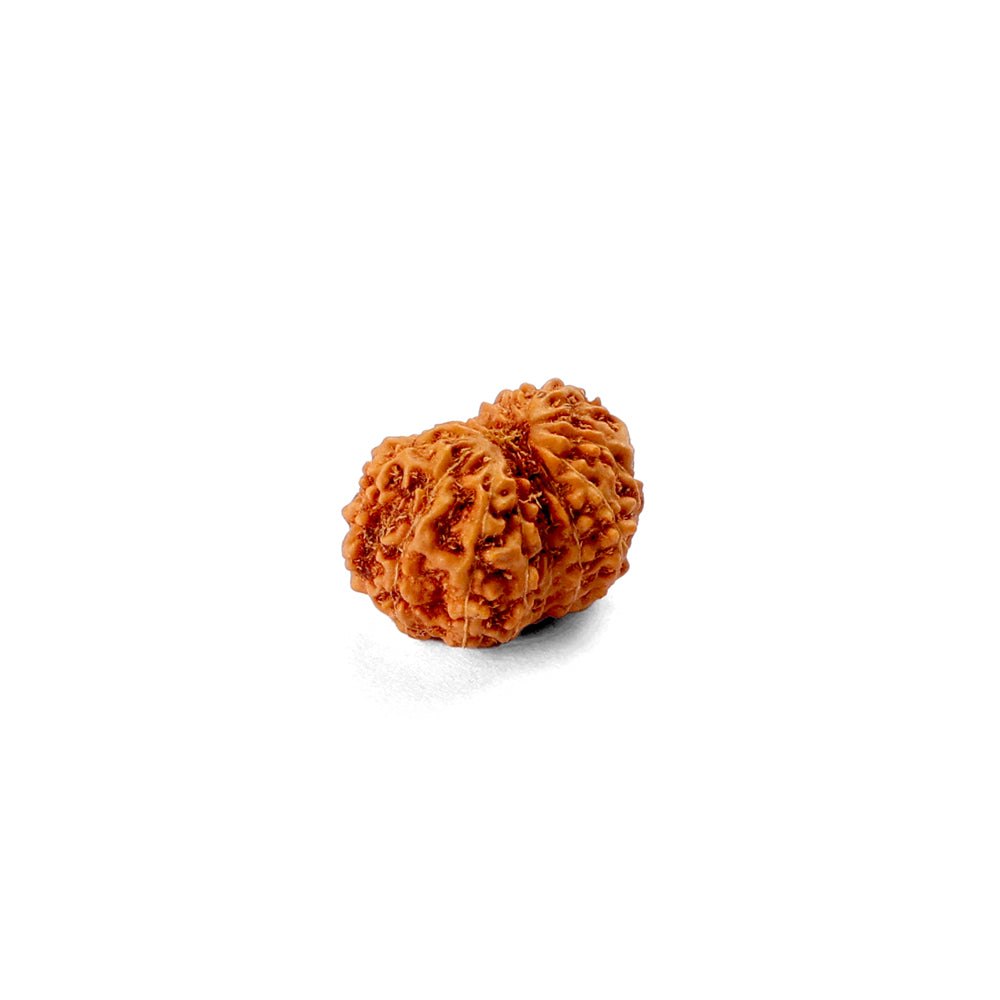 14 Mukhi Rudraksha