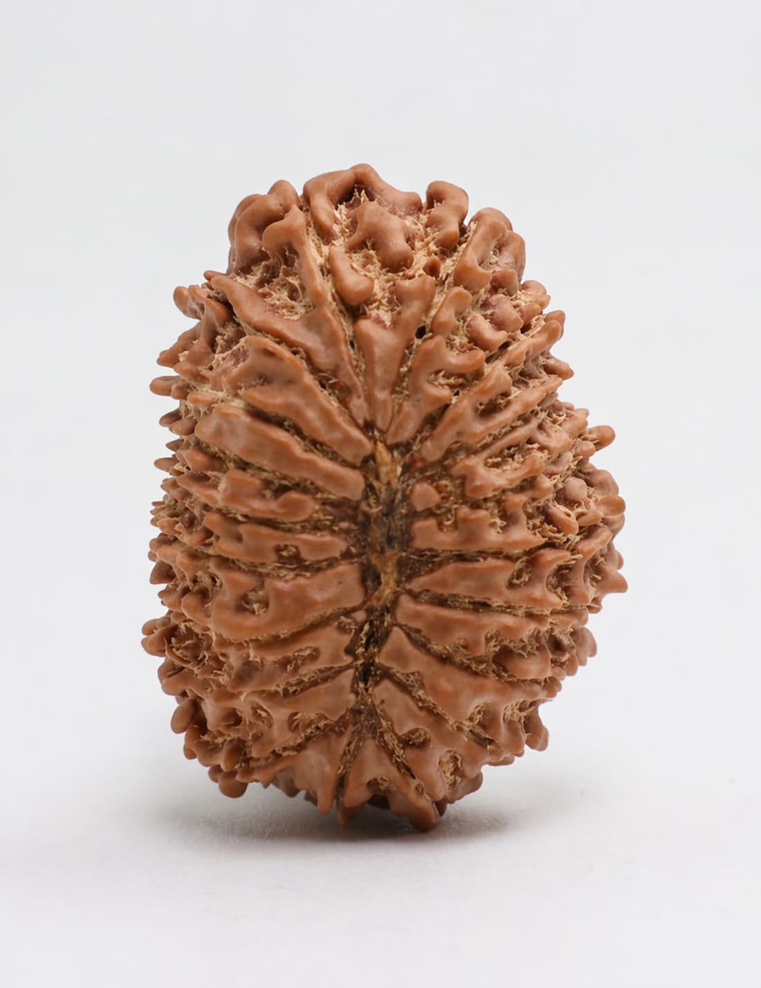 19 Mukhi Rudraksha