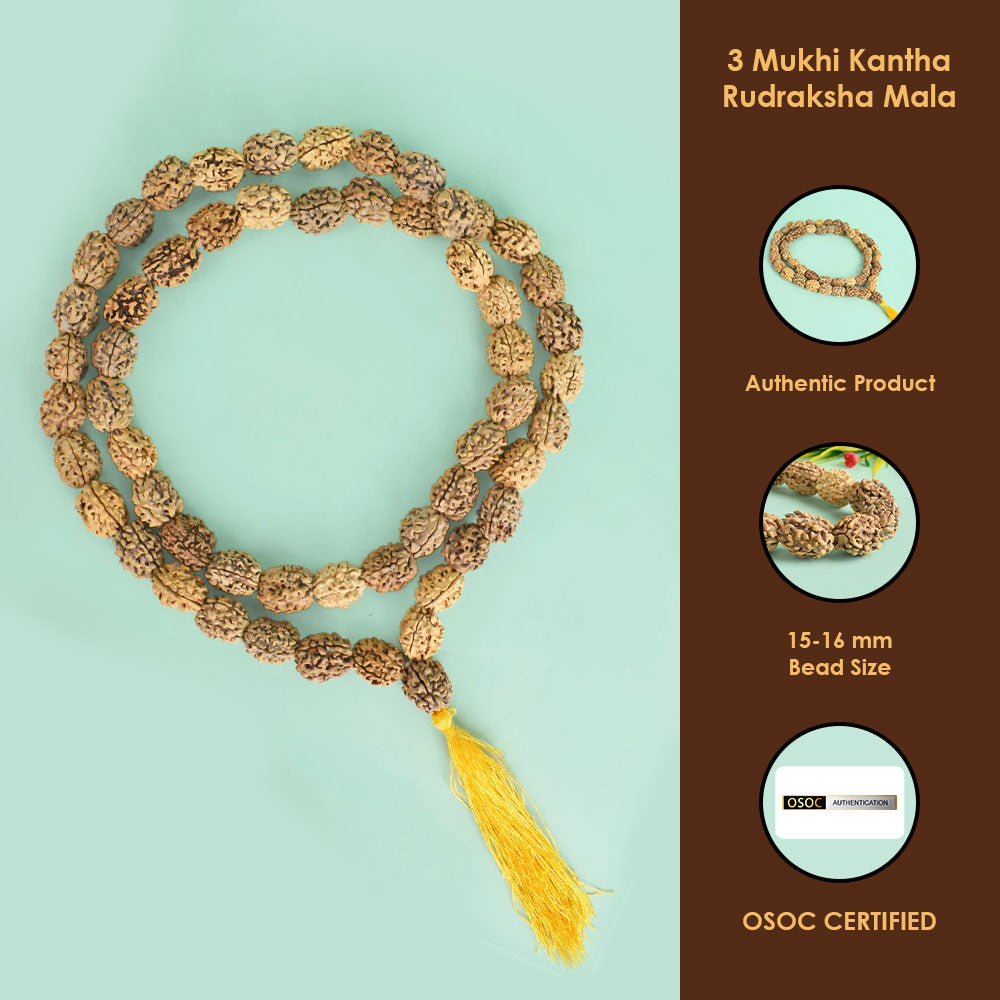 3 Mukhi 15-16mm Kantha Rudraksha Mala