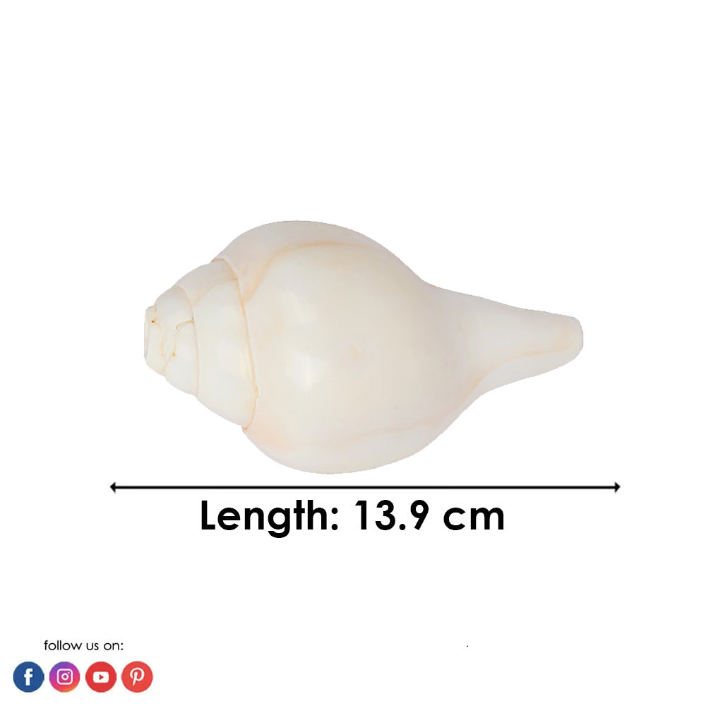 Natural 100% Original Vamavarti Shankha 5.5 Inch