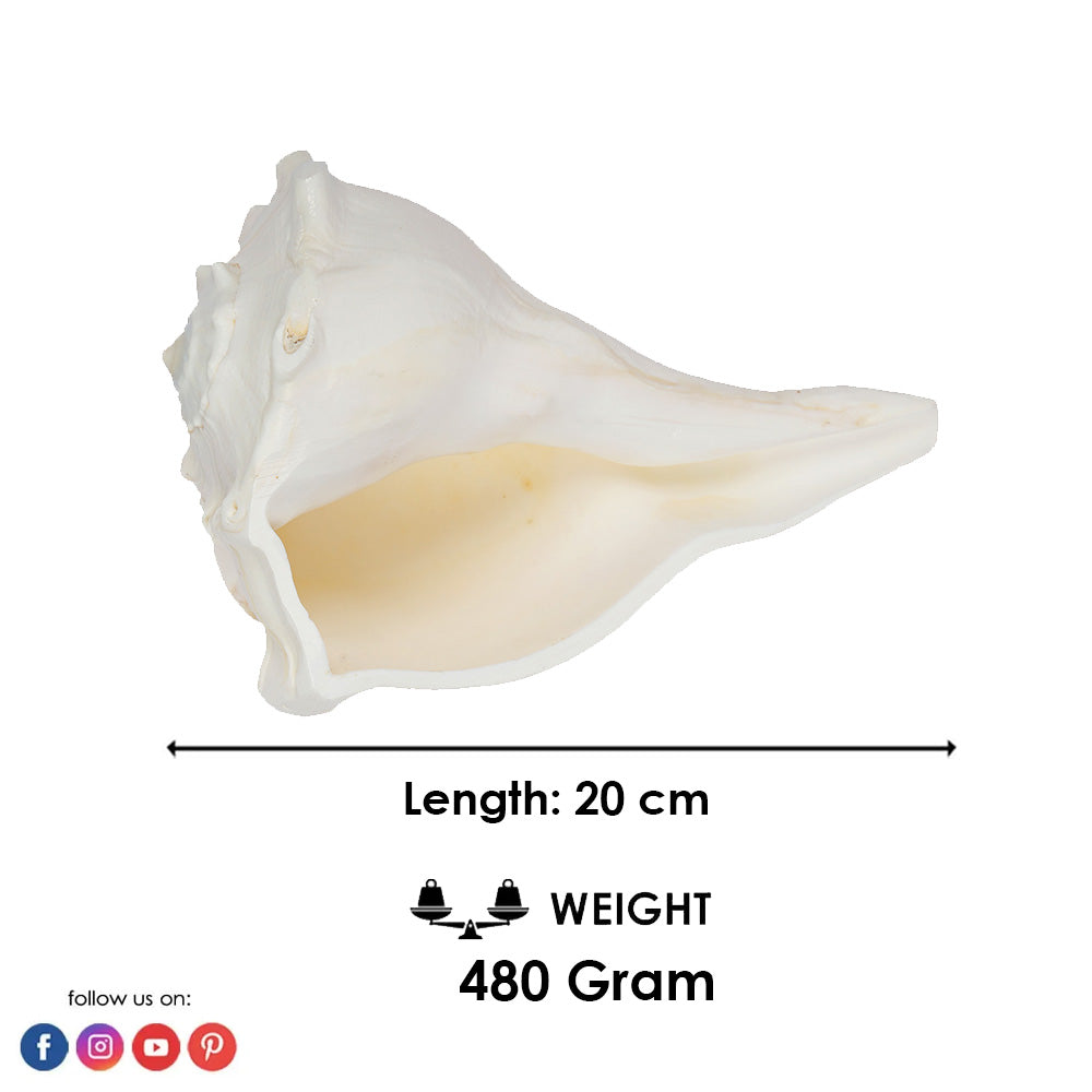 8 Inch Natural Dakshinavarti Valampuri Shankh – Sacred Shell