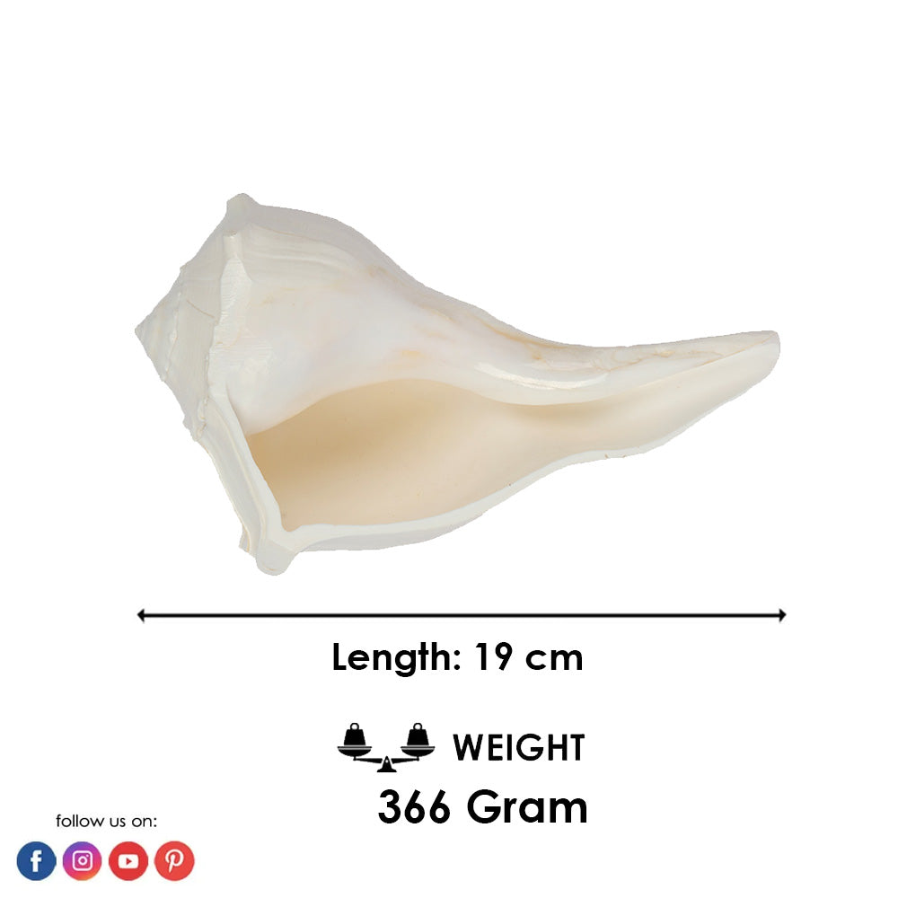 19cm Natural Dakshinavarti Valampuri Shankh – Sacred Shell