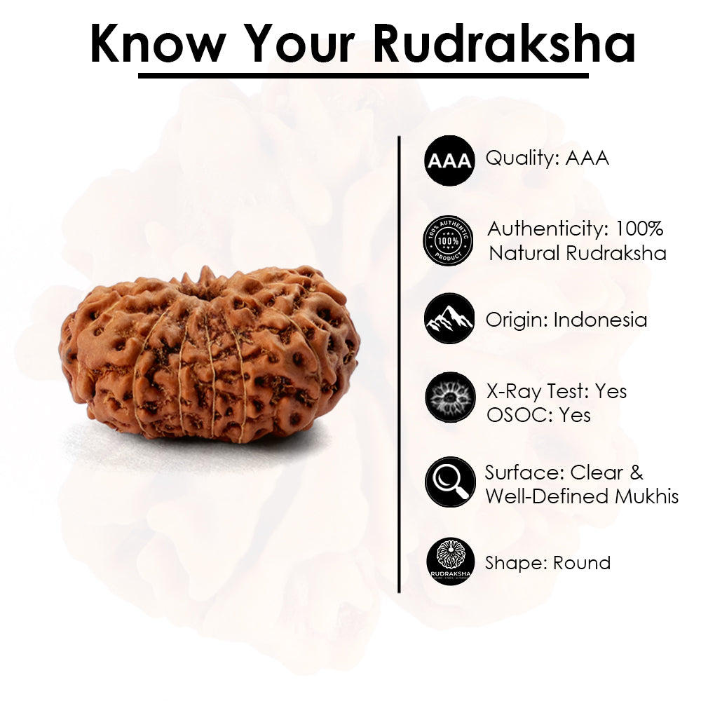 14 Mukhi Rudraksha (24.21mm)