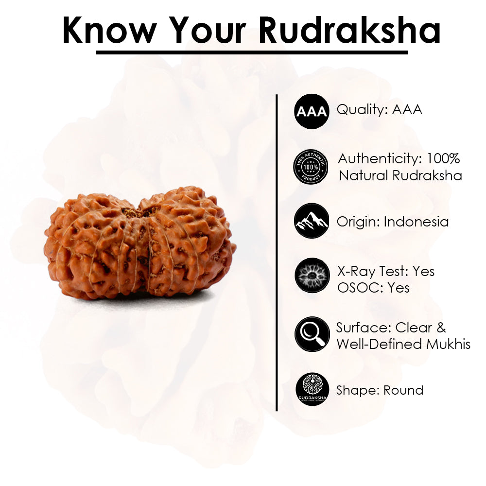 15 Mukhi Rudraksha (22.34mm)
