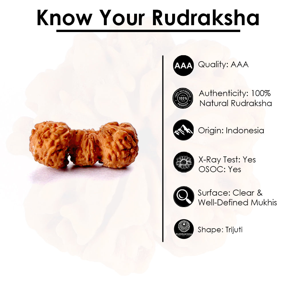 Trijuti Rudraksha
