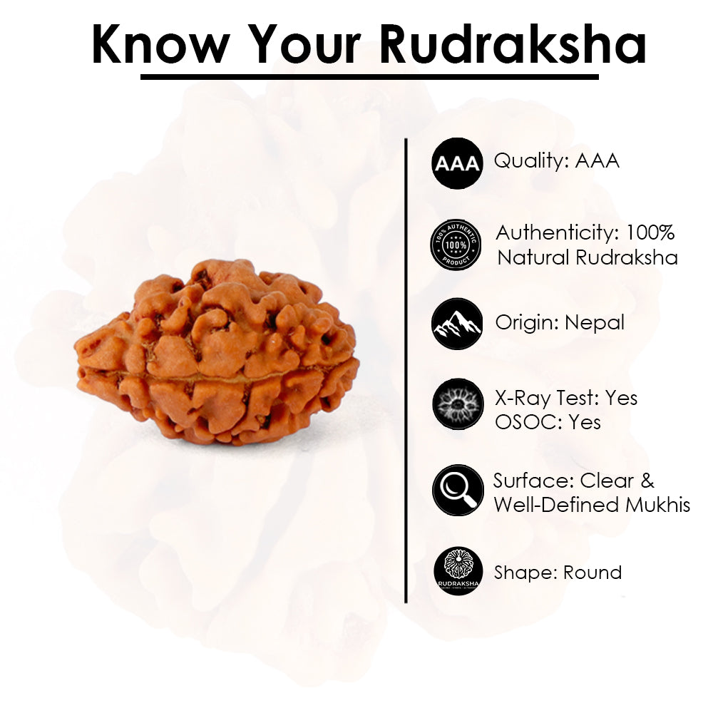 2 Mukhi Rudraksha (18.64mm)