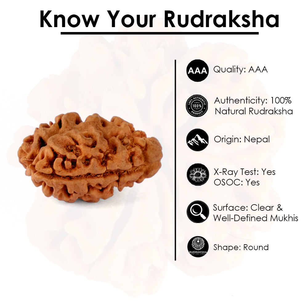 2 Mukhi Rudraksha (21.41mm)