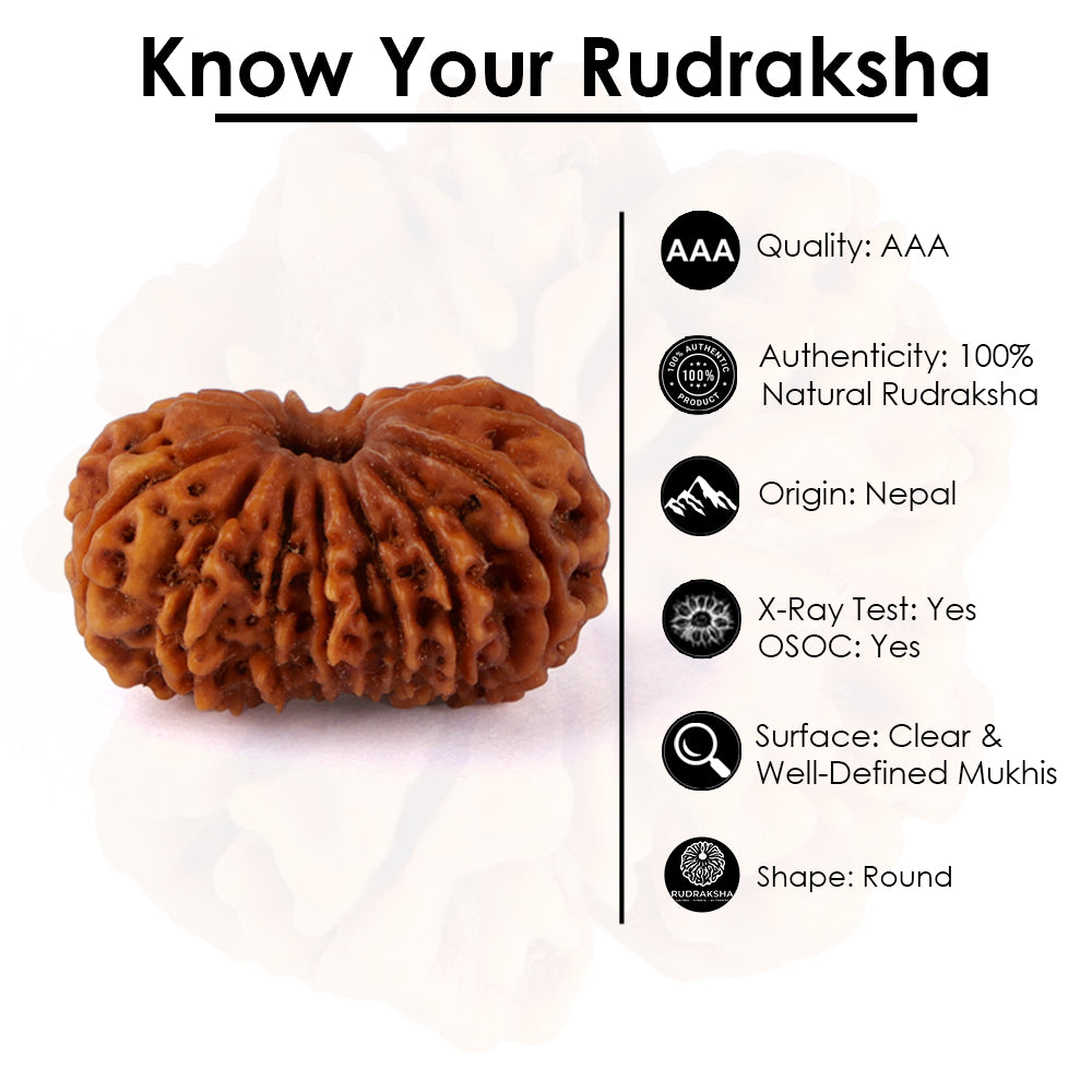 15 Mukhi Rudraksha (27.32mm)