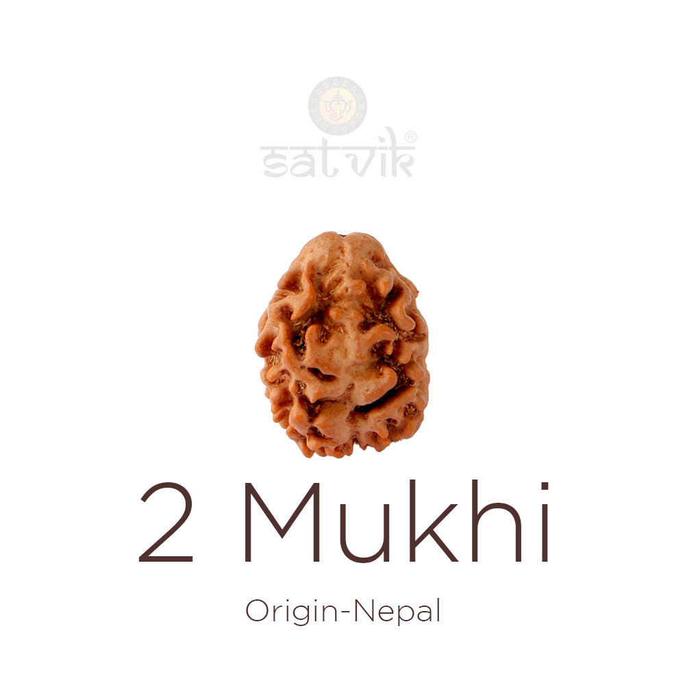 2 Mukhi Rudraksha (18.90mm)