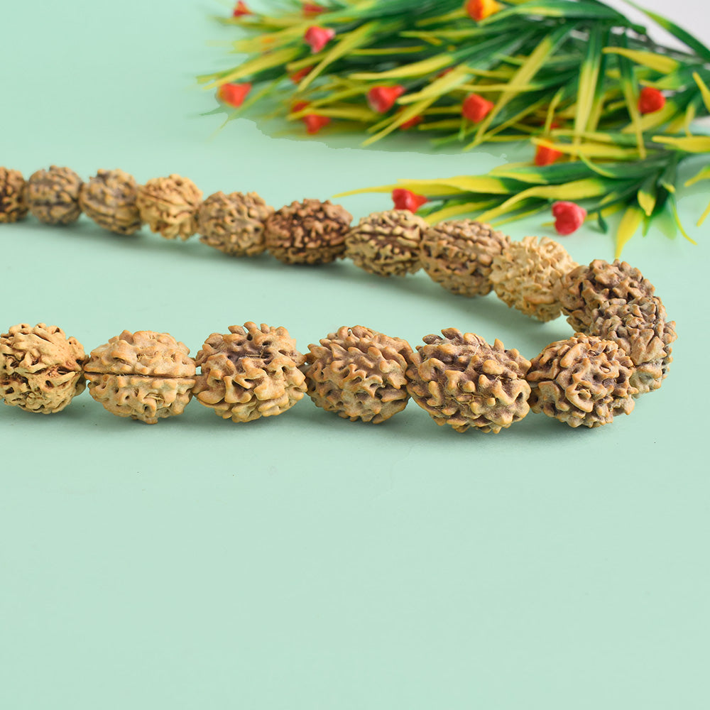3 Mukhi 15-16mm Kantha Rudraksha Mala