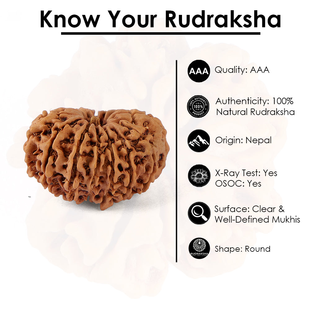 14 Mukhi Rudraksha (27.56mm)