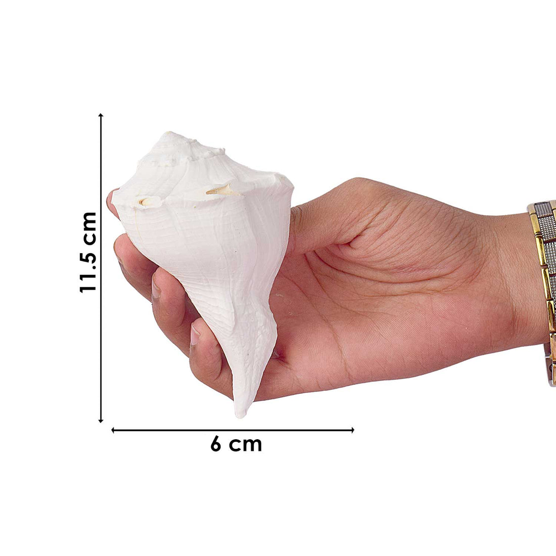 Natural 100% Original Dakshinavarti Shankh (Conch Shell) 10–11 cm