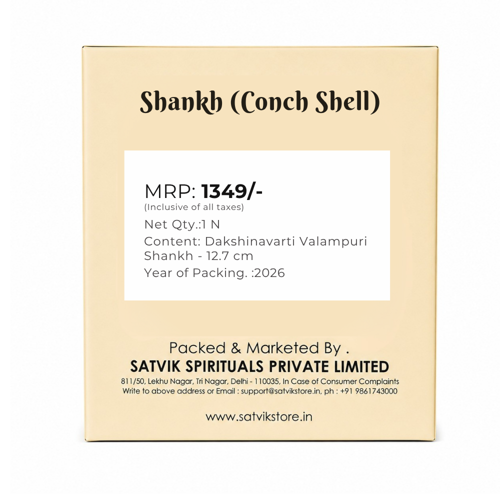 12.7 cm Sacred Dakshinavarti Valampuri Shankh
