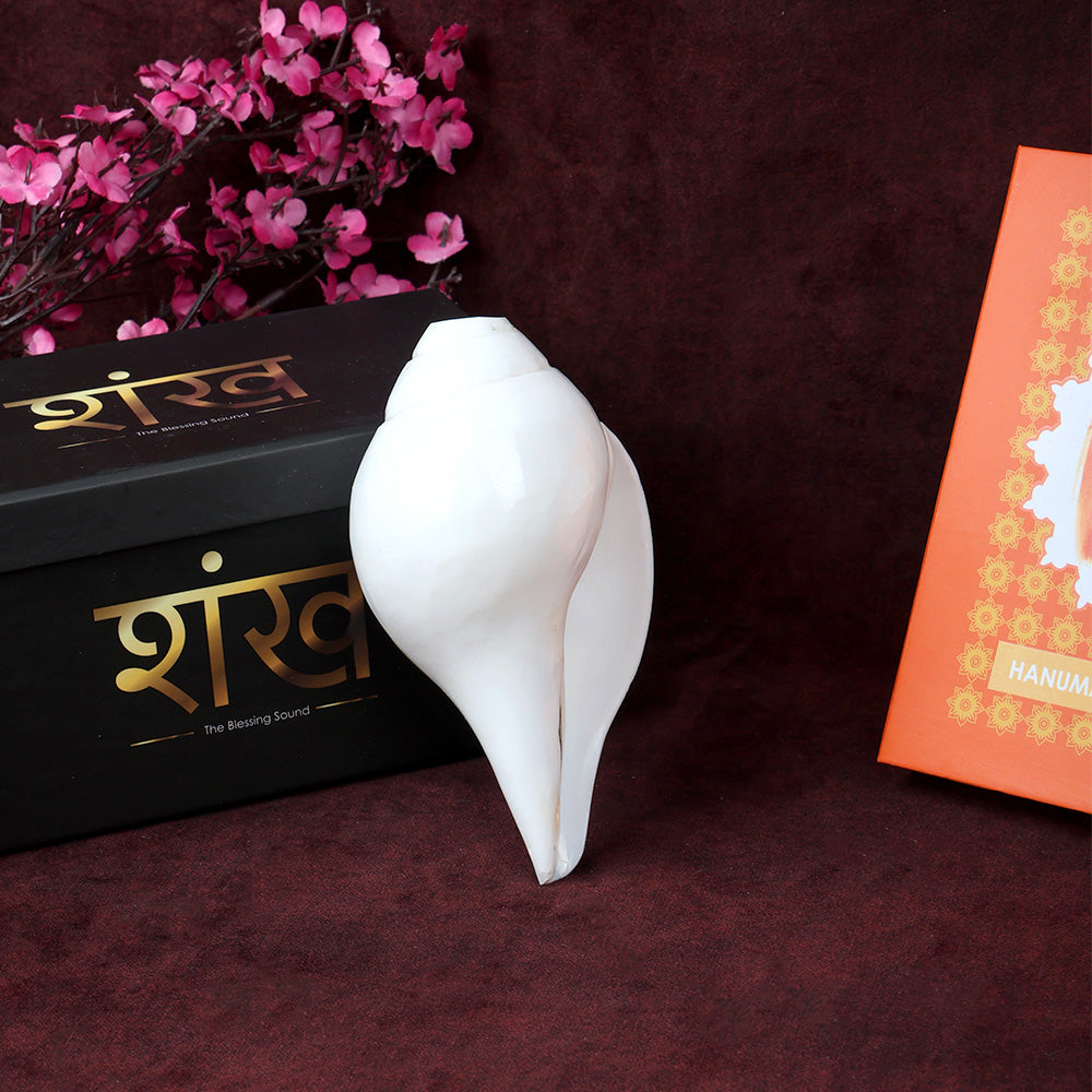 Natural 100% original sacred blowing Shankh 13.5 cm conch shell for puja, temple rituals, and spiritual use. India’s Largest Pooja Accessories Brand – www.satvikstore.in