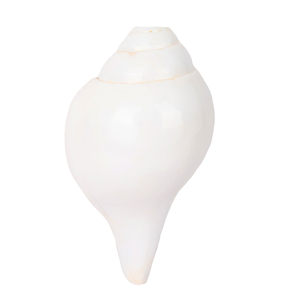 Natural 100% Original Sacred Blowing Shankh 13 cm