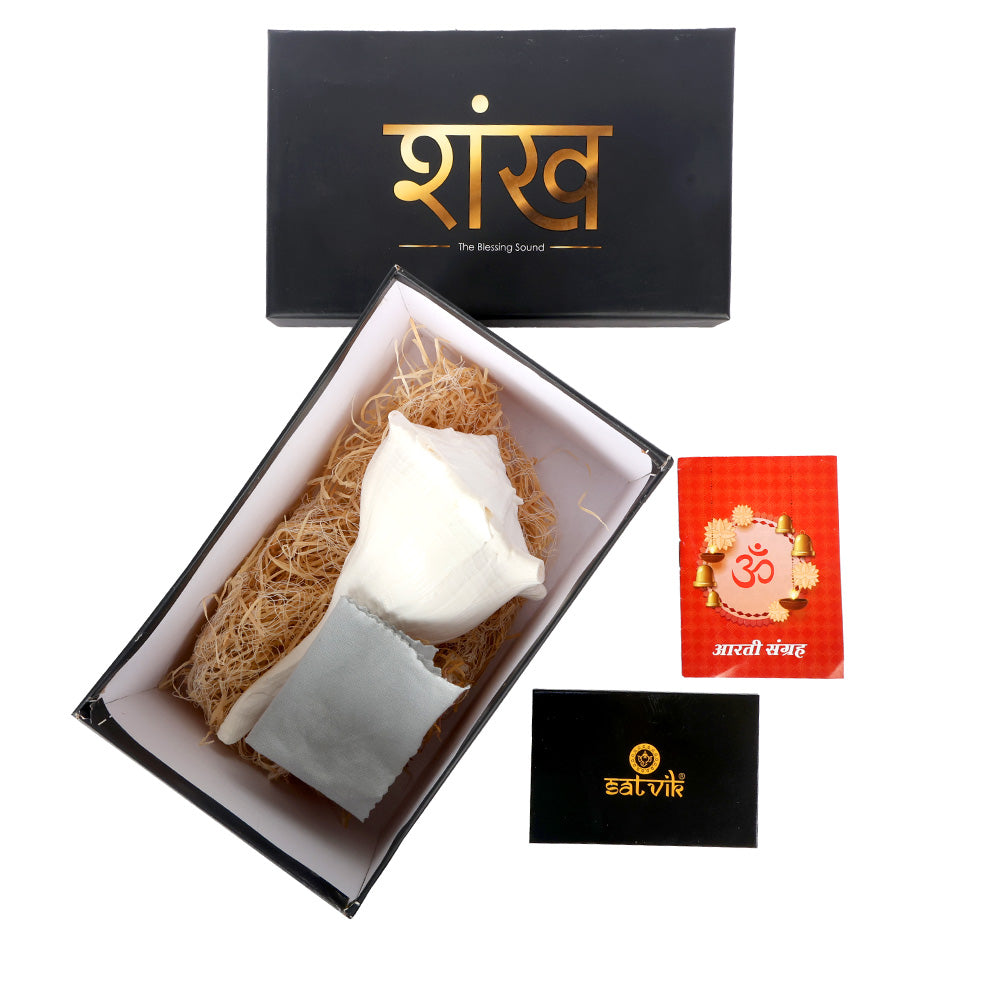 16.5 cm Natural Dakshinavarti Valampuri Shankh – Sacred Shell