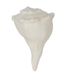 8 Inch Natural Dakshinavarti Valampuri Shankh – Sacred Shell