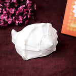 19cm Natural Dakshinavarti Valampuri Shankh – Sacred Shell