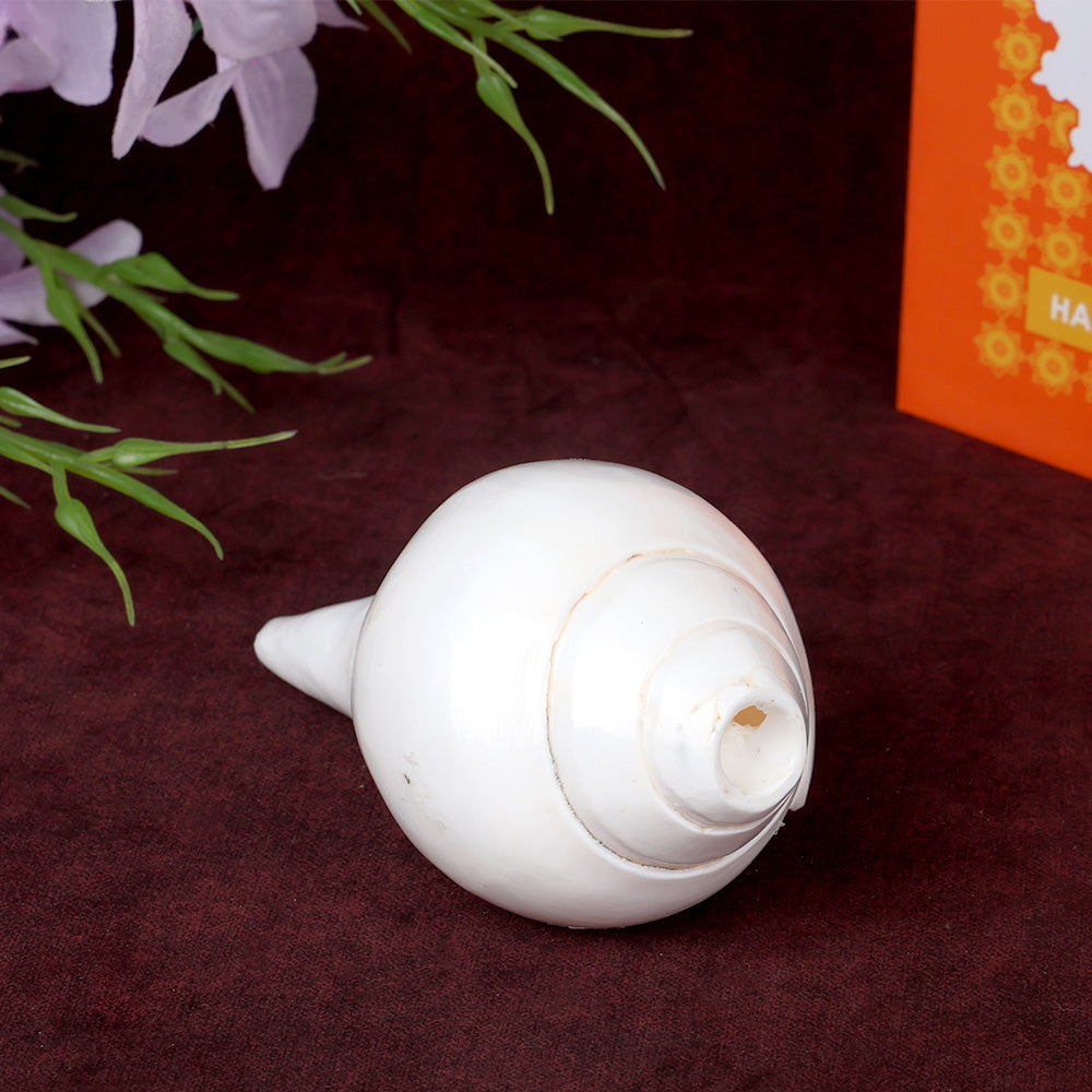 Natural 100% Original Vamavarti Shankha 5 Inch