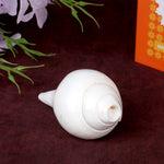 Natural 100% Original Vamavarti Shankha 5 Inch