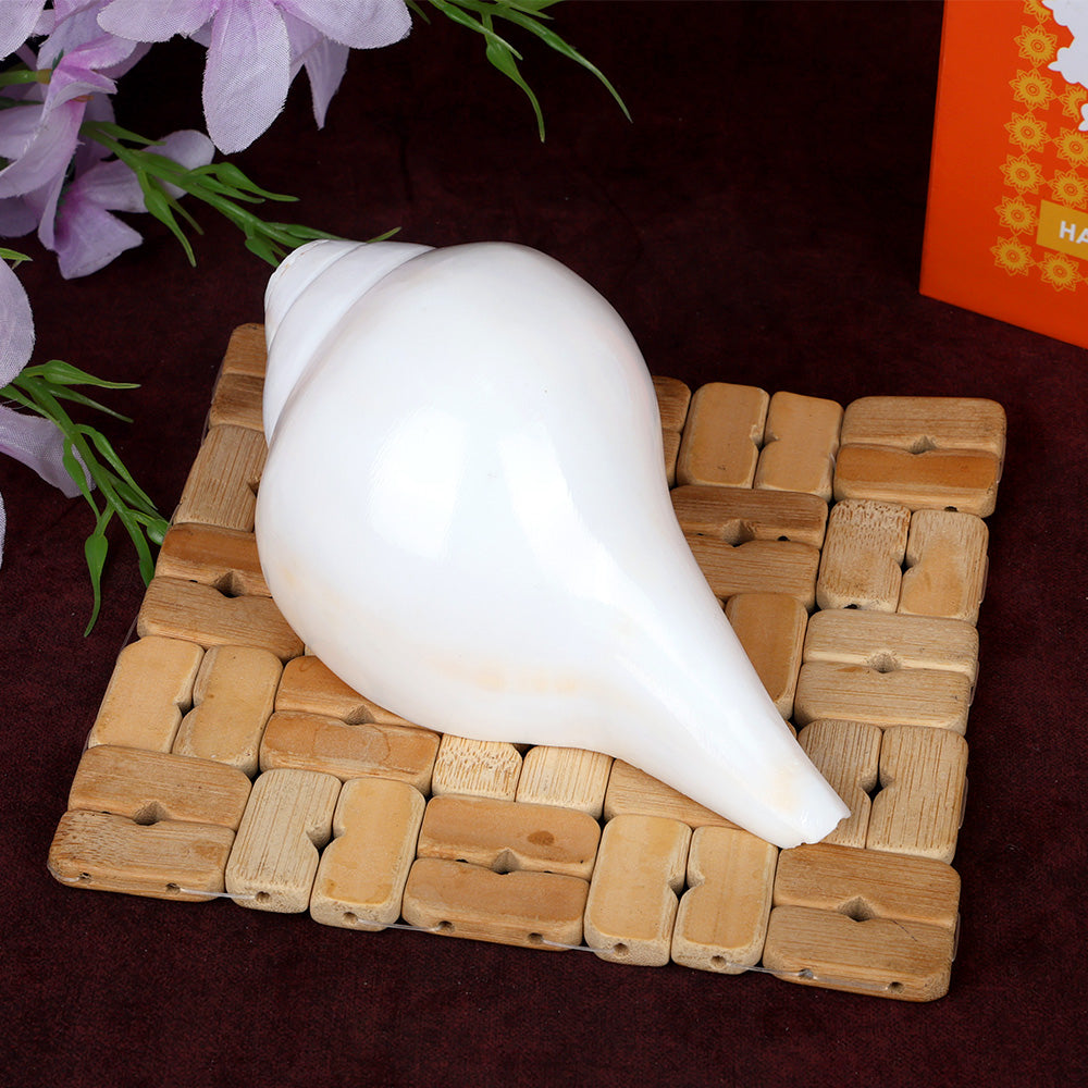 Natural 100% Original Vamavarti Shankha 6.5 Inch