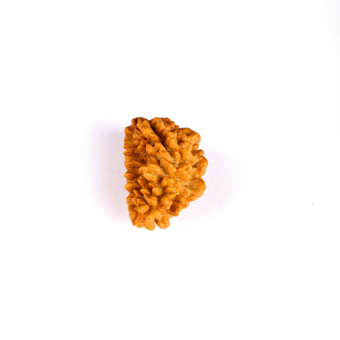 1 Mukhi Rudraksha (Half Moon)