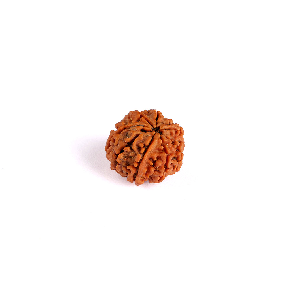 8 Mukhi Rudraksha (Super Collector)