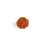 8 Mukhi Rudraksha (Super Collector)