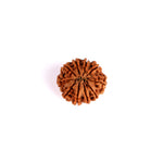 10 Mukhi Rudraksha (Super Collector)