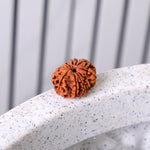 12 Mukhi Rudraksha (Regular)