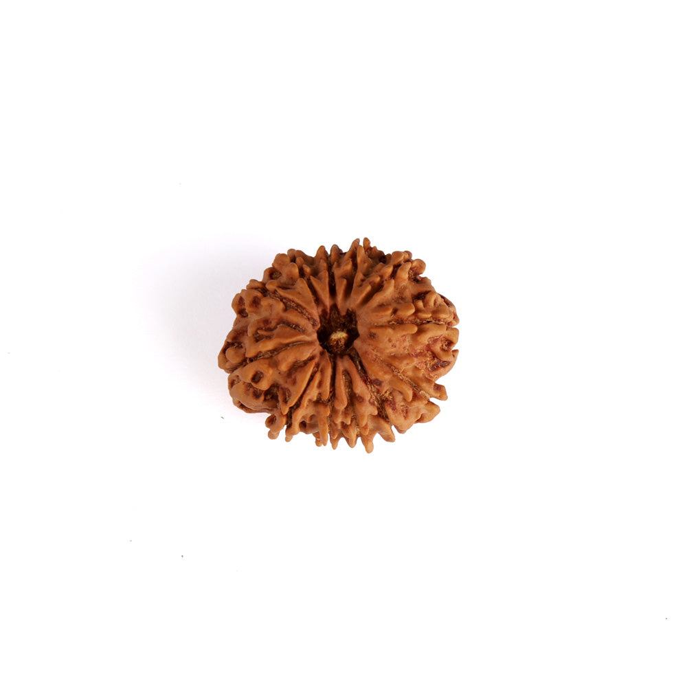 12 Mukhi Rudraksha (Super Collector)